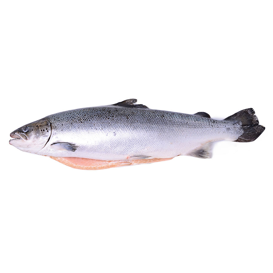 Лосось атлантический (семга) (PREM, HON), 5-6 кг