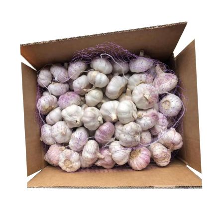 Чеснок свежий